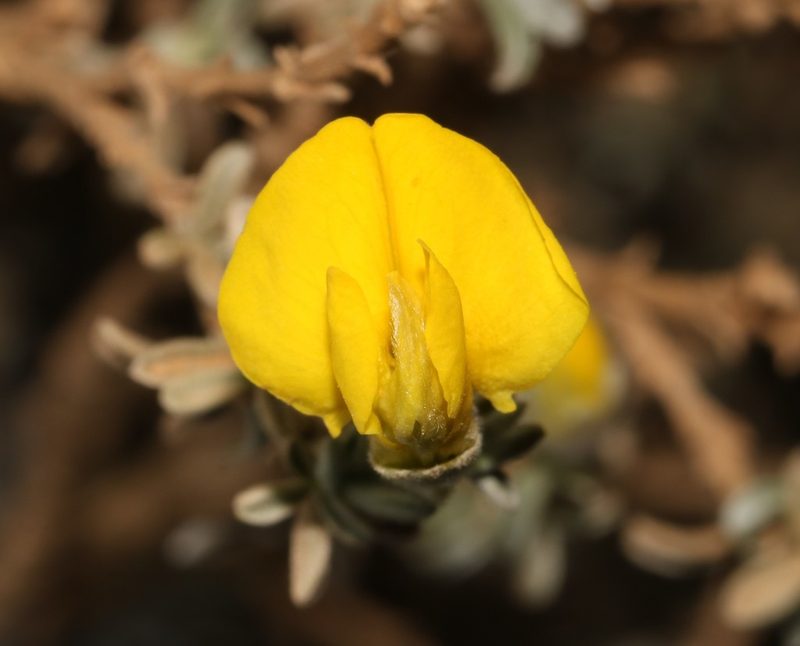Polhillia pallens, photographed by Brian du Preez