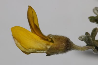 Polhillia pallens, photographed by Brian du Preez