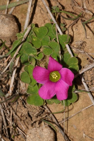 Oxalis zeekoevleyensis, photographed by Brian du Preez