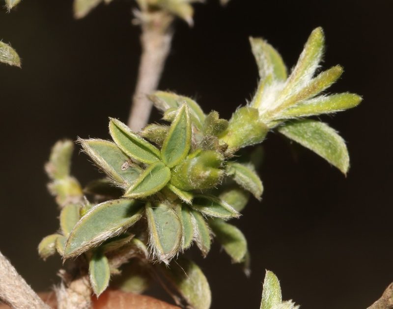 Polhillia brevicalyx, photographed by Brian du Preez