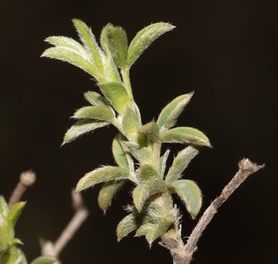 Polhillia brevicalyx, photographed by Brian du Preez
