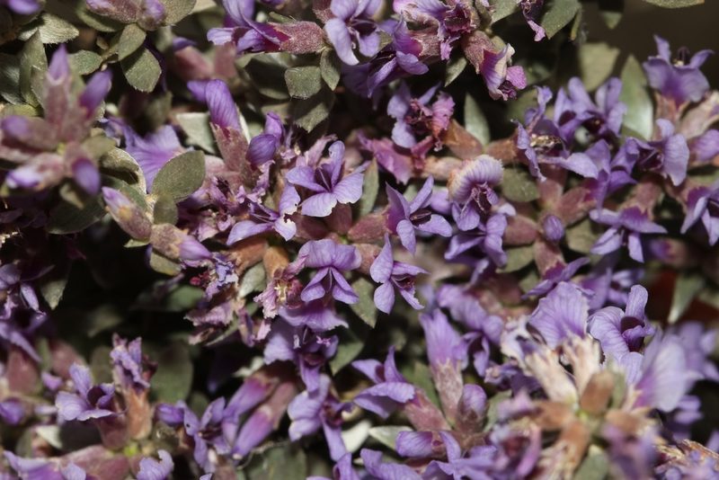 Amphithalea violacea, photographed by Brian du Preez