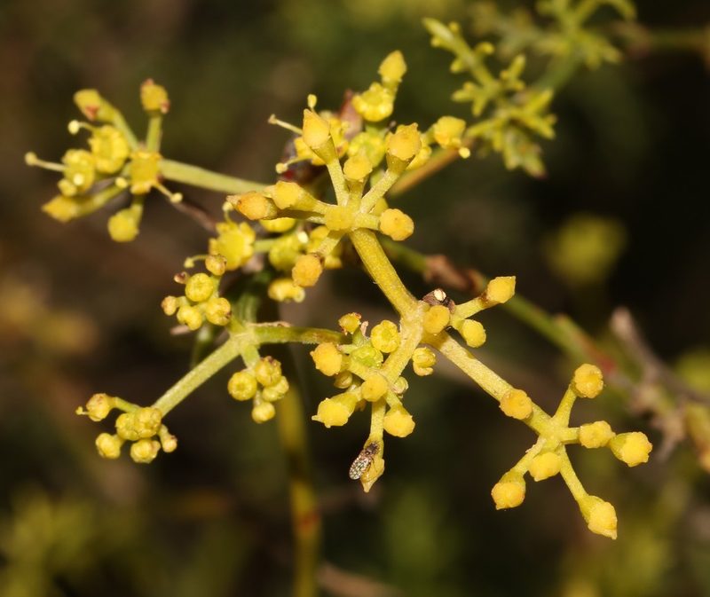 Notobubon striatum, photographed by Brian du Preez
