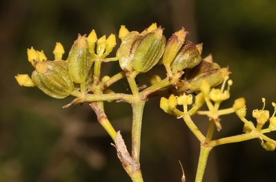 Notobubon striatum, photographed by Brian du Preez