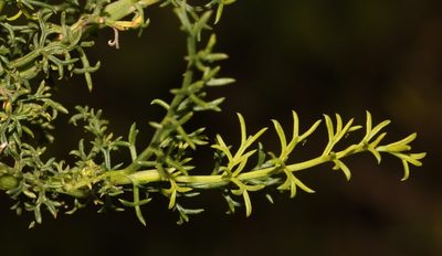 Notobubon striatum, photographed by Brian du Preez