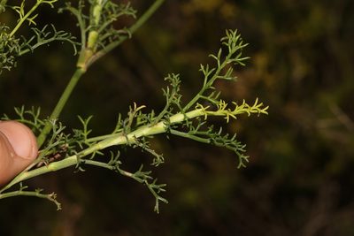 Notobubon striatum, photographed by Brian du Preez