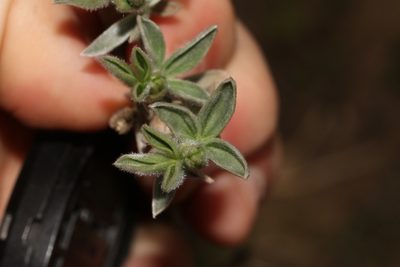Polhillia connata, photographed by Brian du Preez