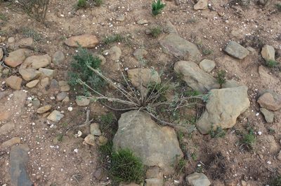 Polhillia connata, photographed by Brian du Preez