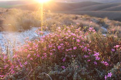 Acmadenia macropetala, photographed by Brian du Preez