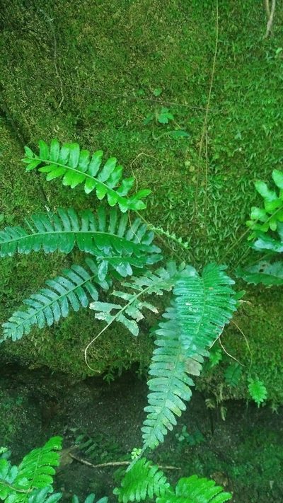 Bolbitis appendiculata, photographed by Cheng-Te Hsu