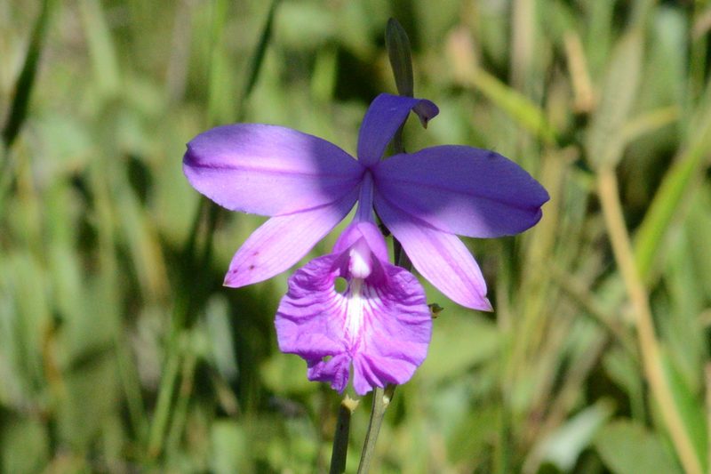 Epistephium sclerophyllum, photographed by Humberto Lima