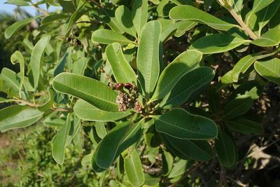Ozoroa obovata, photographed by Andrew Deacon