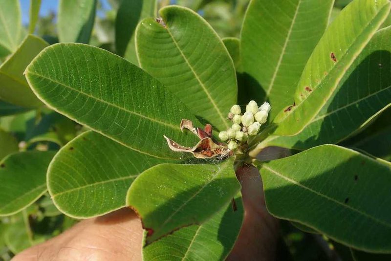 Ozoroa obovata, photographed by Andrew Deacon