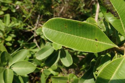 Ozoroa obovata, photographed by Andrew Deacon