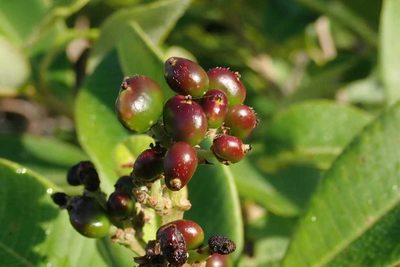 Ozoroa obovata, photographed by Andrew Deacon