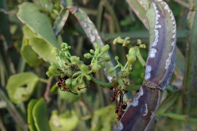 Cissus quadrangularis, photographed by Andrew Deacon