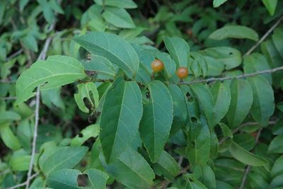 Grewia afra, photographed by Andrew Deacon