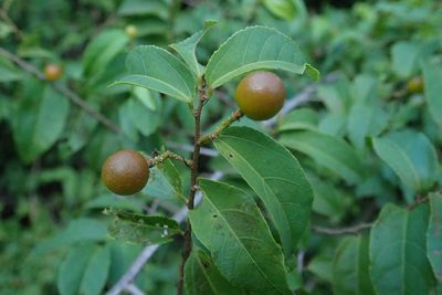 Grewia afra, photographed by Andrew Deacon
