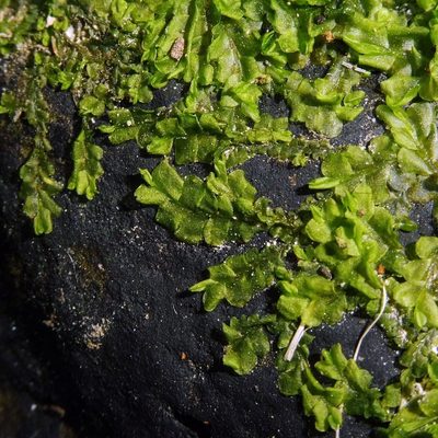 Chiloscyphus polyanthos, photographed by Barry Walter