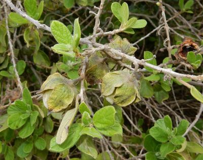 Diospyros villosa, photographed by Henry de Lange