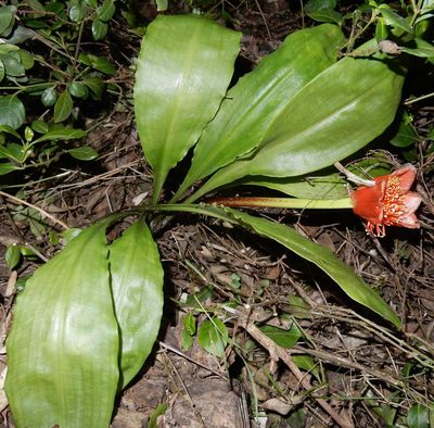 Scadoxus membranaceus, photographed by Henry de Lange