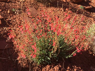 Penstemon utahensis, photographed by Robbie Hannawacker
