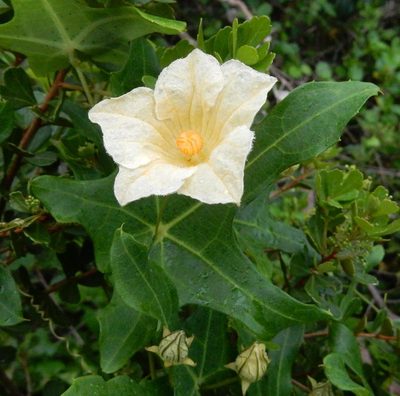 Coccinia quinqueloba, photographed by Henry de Lange