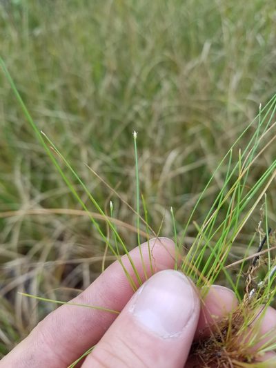 Eleocharis baldwinii, photographed by Scott Ward