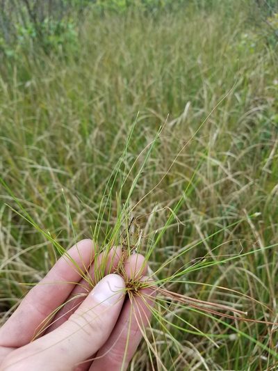 Eleocharis baldwinii, photographed by Scott Ward