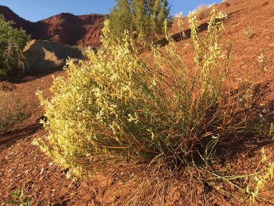 Astragalus lonchocarpus, photographed by Robbie Hannawacker