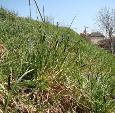 Carex melanostachya, photographed by Юрий Данилевский (Yuriy Danilevsky)
