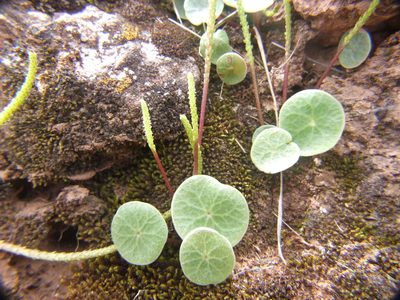Peperomia polycephala, photographed by cstobie