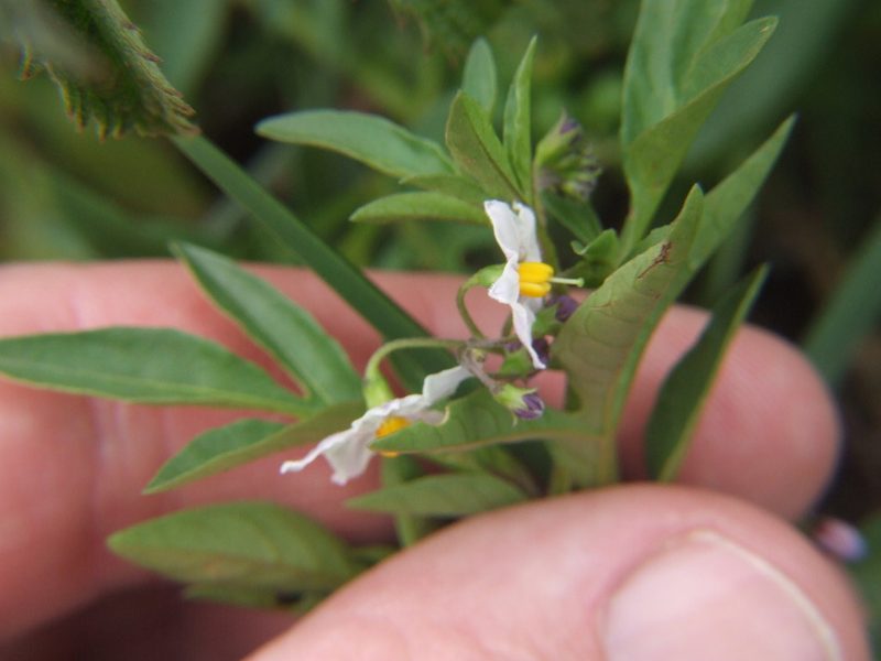 Solanum radicans, photographed by cstobie