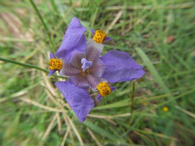 Hesperoxiphion herrerae, photographed by cstobie