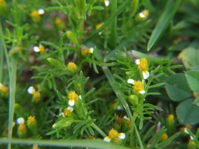Tagetes filifolia, photographed by cstobie
