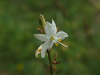 Trihesperus glaucus, photographed by cstobie