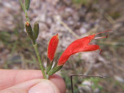 Salvia oppositiflora, photographed by cstobie