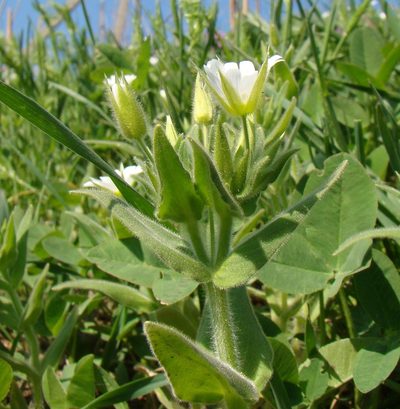 Cerastium nemorale, photographed by Юрий Данилевский (Yuriy Danilevsky)