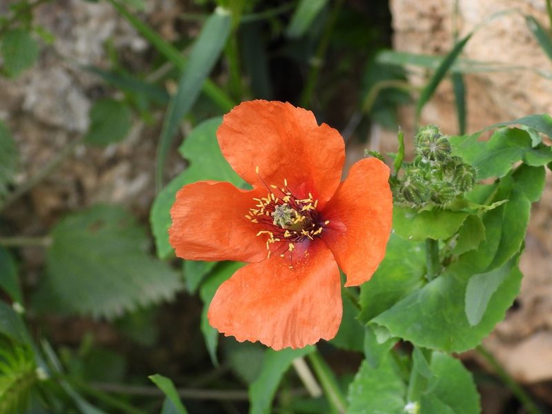 Papaver pinnatifidum, photographed by amantedarmanin