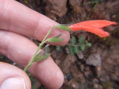 Salvia oppositiflora, photographed by cstobie