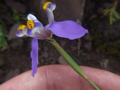 Hesperoxiphion herrerae, photographed by cstobie