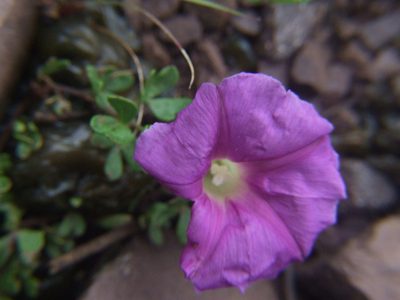 Ipomoea plummerae, photographed by cstobie