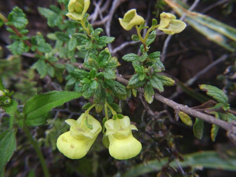 Calceolaria myriophylla, photographed by cstobie