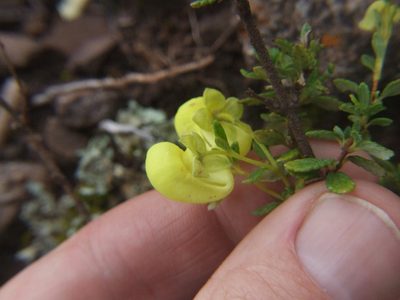 Calceolaria myriophylla, photographed by cstobie