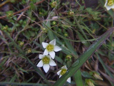 Gentianella limoselloides, photographed by cstobie
