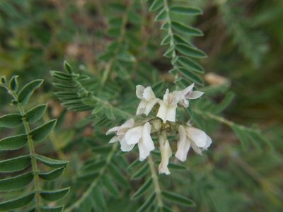 Astragalus garbancillo, photographed by cstobie