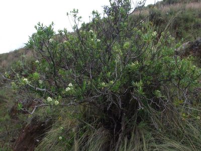 Escallonia resinosa, photographed by cstobie
