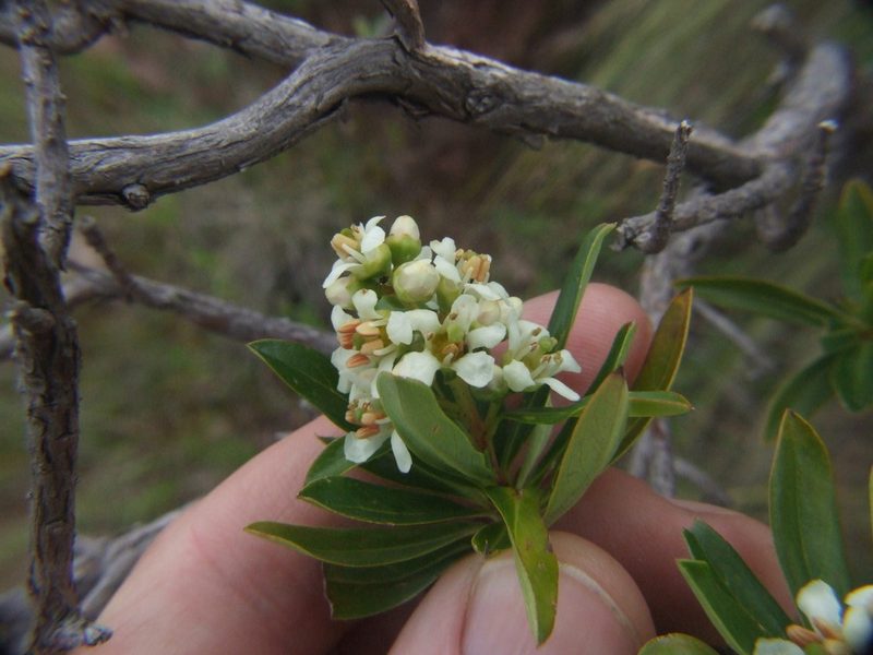 Escallonia resinosa, photographed by cstobie