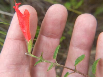 Salvia oppositiflora, photographed by cstobie