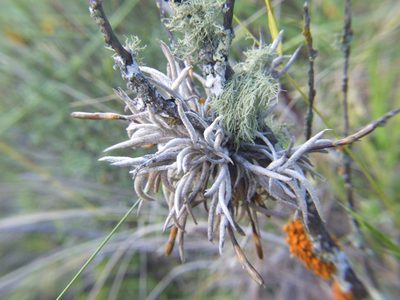 Tillandsia capillaris, photographed by cstobie